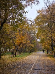 Naklejka premium Autumn in the park, long road in yellow leaves silent weather, cosy day