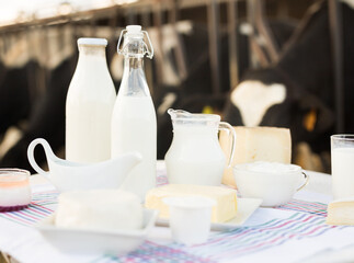 Milk, cottage cheese, cream, cheese on table against background of cows