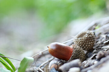 Acorn fallen in the forest.