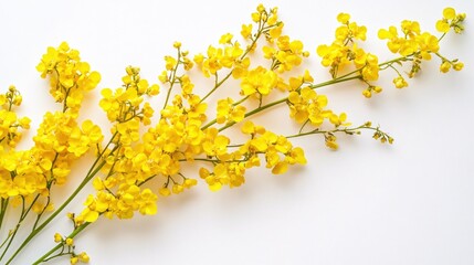 Obraz premium Vibrant Yellow Flowers Spring Blossom Floral Arrangement White Background