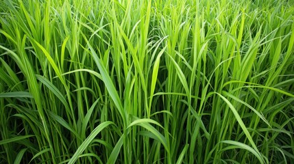 Obraz premium A vibrant green field of grass harvested for silage production on a sunny day.