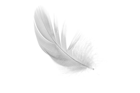 Fototapeta white duck feathers isolated  background