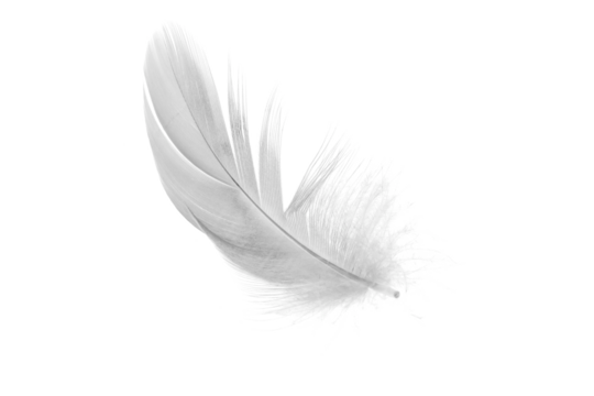 white duck feathers isolated  background