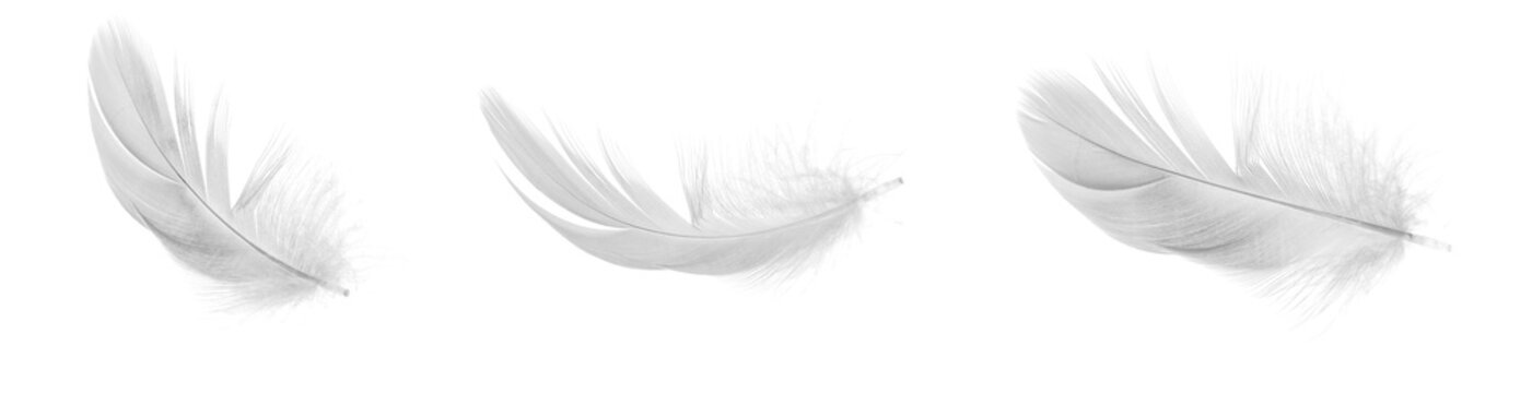 Fototapeta white duck feathers isolated  background