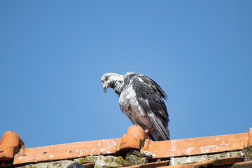 Pigeon on roof