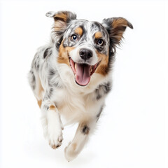 Playful Australian shepherd running with wide silly smile on white background