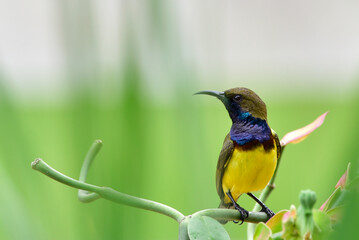 The little bird .Little Spiderhunter, long bill bird, perched on small branch . selective focus