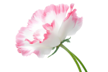 Pink & White Flower Blooms Beautifully on Transparent Background