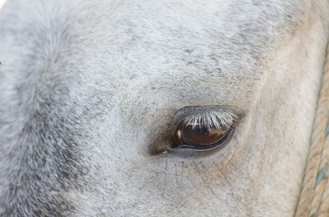 close up of a horse