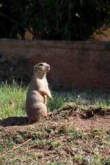 prairie dog eating