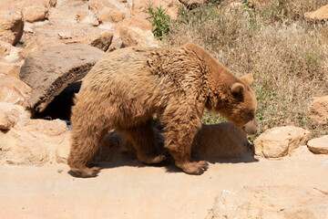 brown bear in zoo