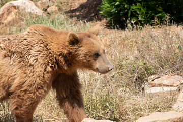 brown bear in the forest