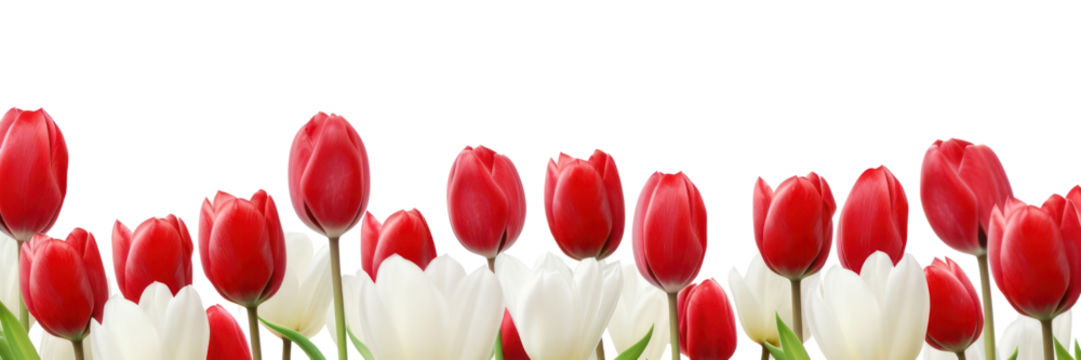 PNG Red white tulips blooming beautifully