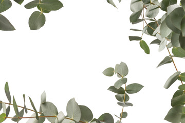 Eucalyptus sprig isolated on a white background.