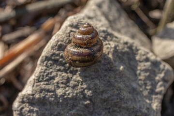 Spiral Snail Shell on a Rock in a Natural Setting