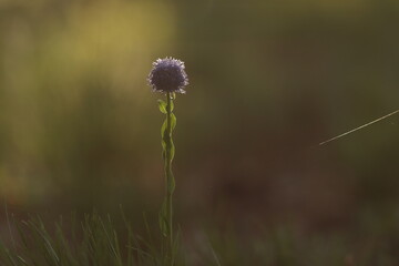 piccolo fiore viola in estate al tramonto