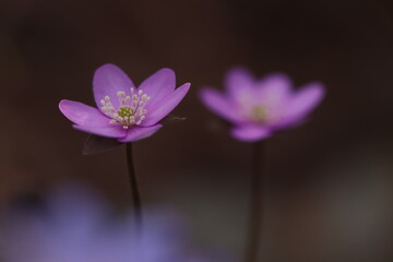 fiori di anemone hepatica nel bosco in primavera