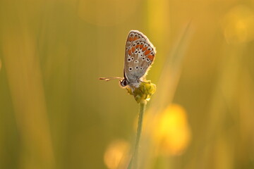 una farfalla licenide al tramonto