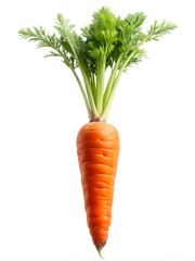Fresh whole carrot with green top - A single vibrant orange carrot with fresh green leafy tops, isolated on a white background, symbolizing natural produce and health.
