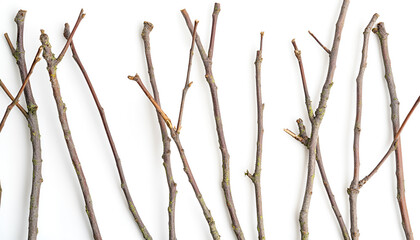 Many dry tree twigs on white background