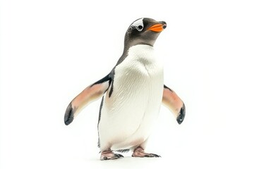 Chunky Penguin Waddling Forward With Flippers Against Pure White Backdrop