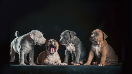 four Staffordshire terrier puppies sitting on a black background