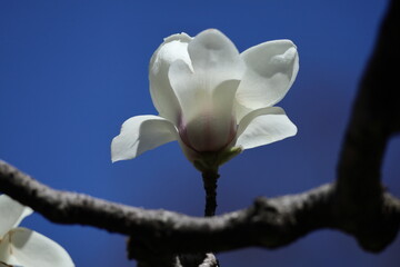 しっとりと美しい花姿