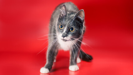silver-and-white cat stands tensely on a red background