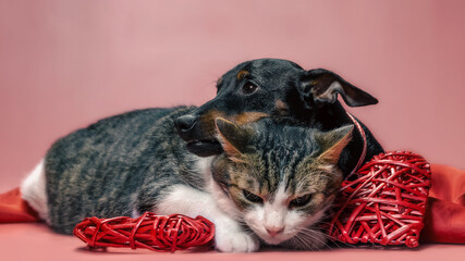 miniature pinscher puppy and cat with valentines day decor close up