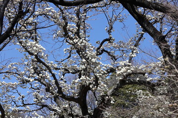 しっとりと美しい花姿