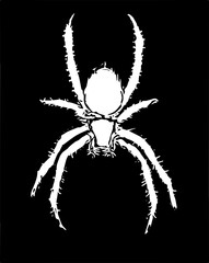 spider isolated on white