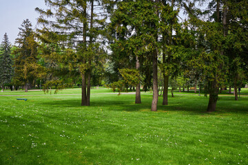 Backyard lawn landscaping. Greenery mowed lawn, shrub, colorful bush and trees.