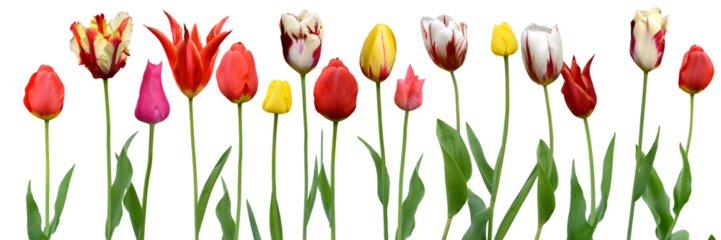 Tulpen 1
