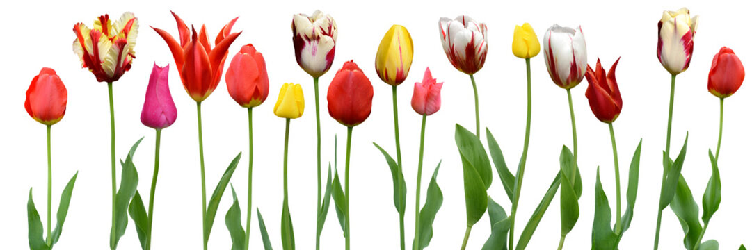 Tulpen 1