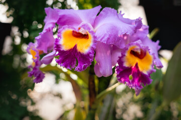 Plants and Flowers