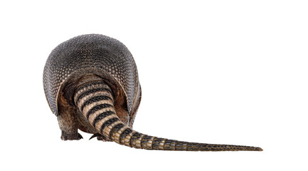 Rear side of nine banded Armadillo aka Dasypus novemcinctus, walking away. Tail laying to the side. Isolated cutout on a transparent background.