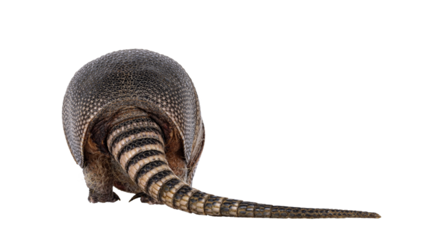 Rear side of nine banded Armadillo aka Dasypus novemcinctus, walking away. Tail laying to the side. Isolated cutout on a transparent background.