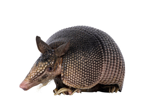 Nine banded Armadillo aka Dasypus novemcinctus, sitting towards camera. Looking to camera. Isolated cutout on a transparent background.