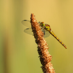 Yellow and brown dragonfly on a plant