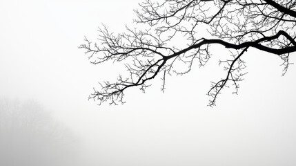Foggy landscape with bare tree branches creating ethereal solitude