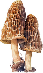 Morel mushroom watercolor painting isolated on transparent background.