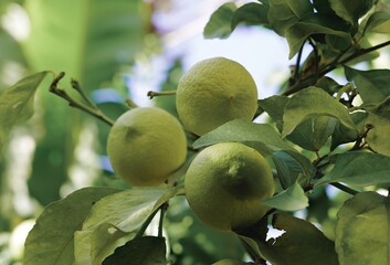 lime on tree
