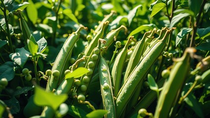 Obraz premium Stunning Bean and Pea Crop, Nature Photography, High-Resolution Images, Fresh Harvest, Agricultural Field