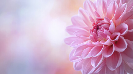 Fototapeta premium beautiful pink flower with delicate petals, showcasing nature elegance and charm