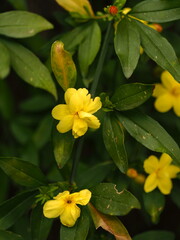 Yellow jasmine flowers. Macro.
