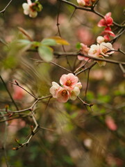 Chaenomelis speciosa, Japanese plum blossom. macro
