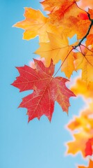 Fototapeta premium Autumn leaves against blue sky