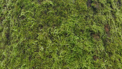 Moss Texture
