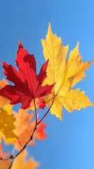 Obraz premium Autumn leaves against blue sky, seasonal change