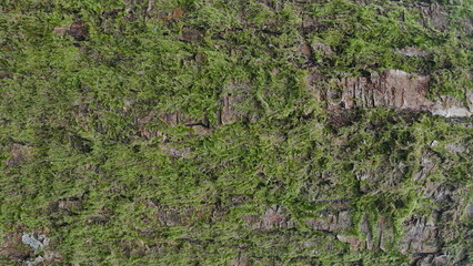 Moss Texture
